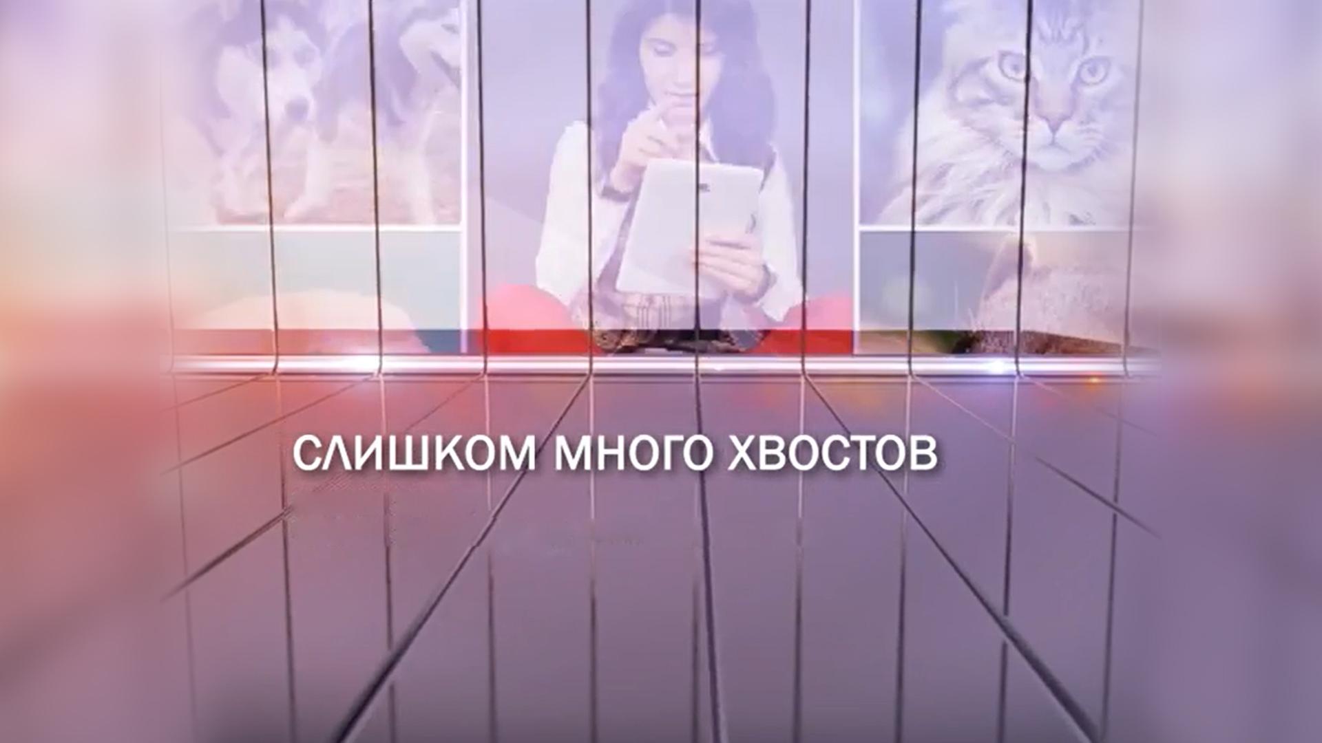 Слишком много хвостов (slishkom-mnogo-hvostov) Досуг, хобби