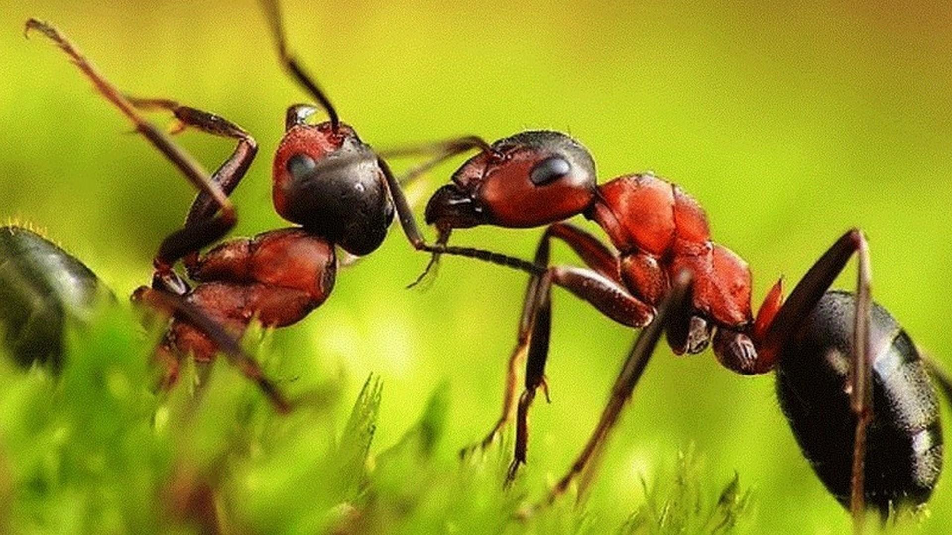 Город муравьёв (gorod-muravev) Документальный фильм