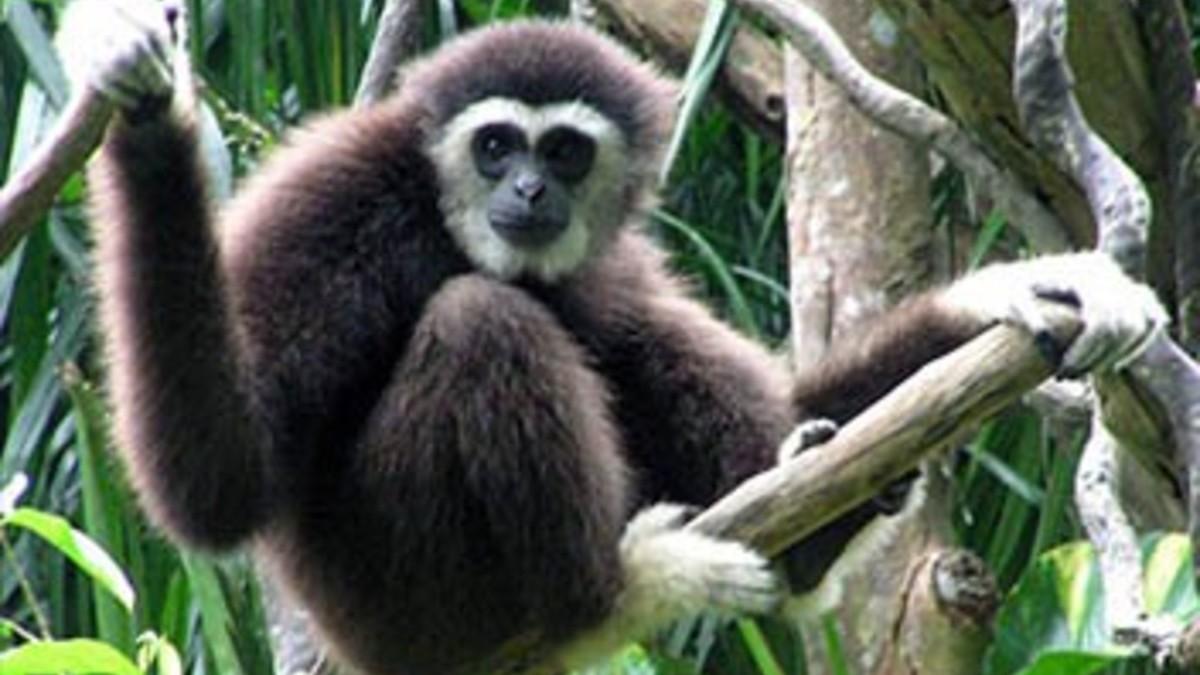 Chanee, l'ange des gibbons (chanee-lange-des-gibbons) Документальный фильм