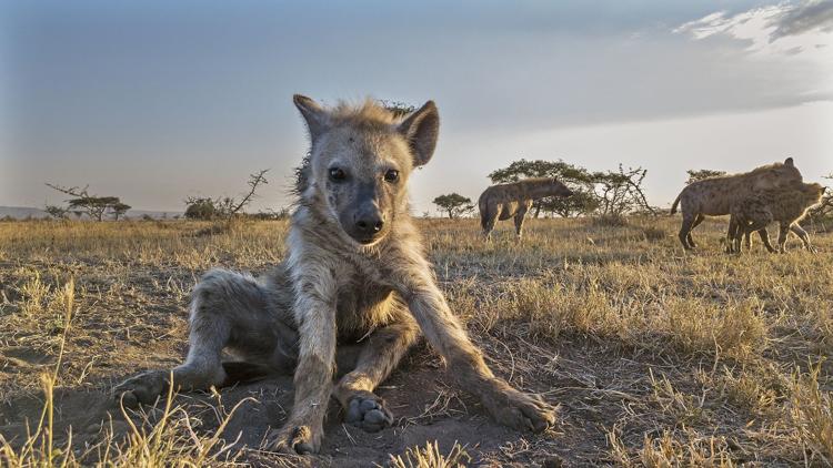 Постер The Real Serengeti