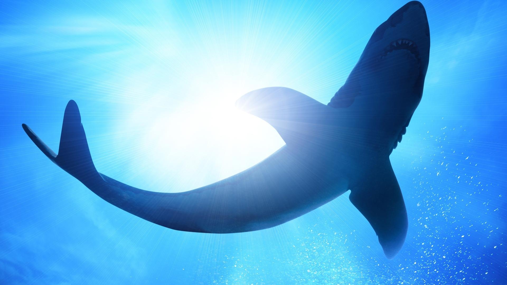 Das Geheimnis der Sägerochen (das-geheimnis-der-sgerochen) Познавательное