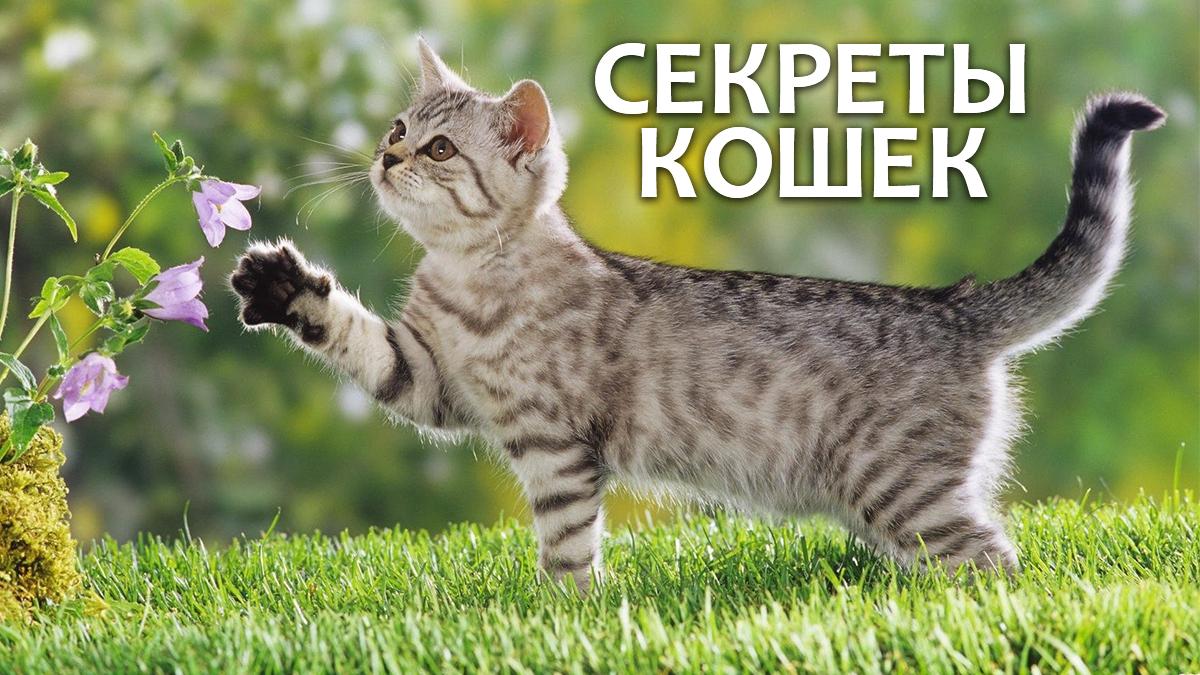 Секреты кошек (sekrety-koshek) Познавательное
