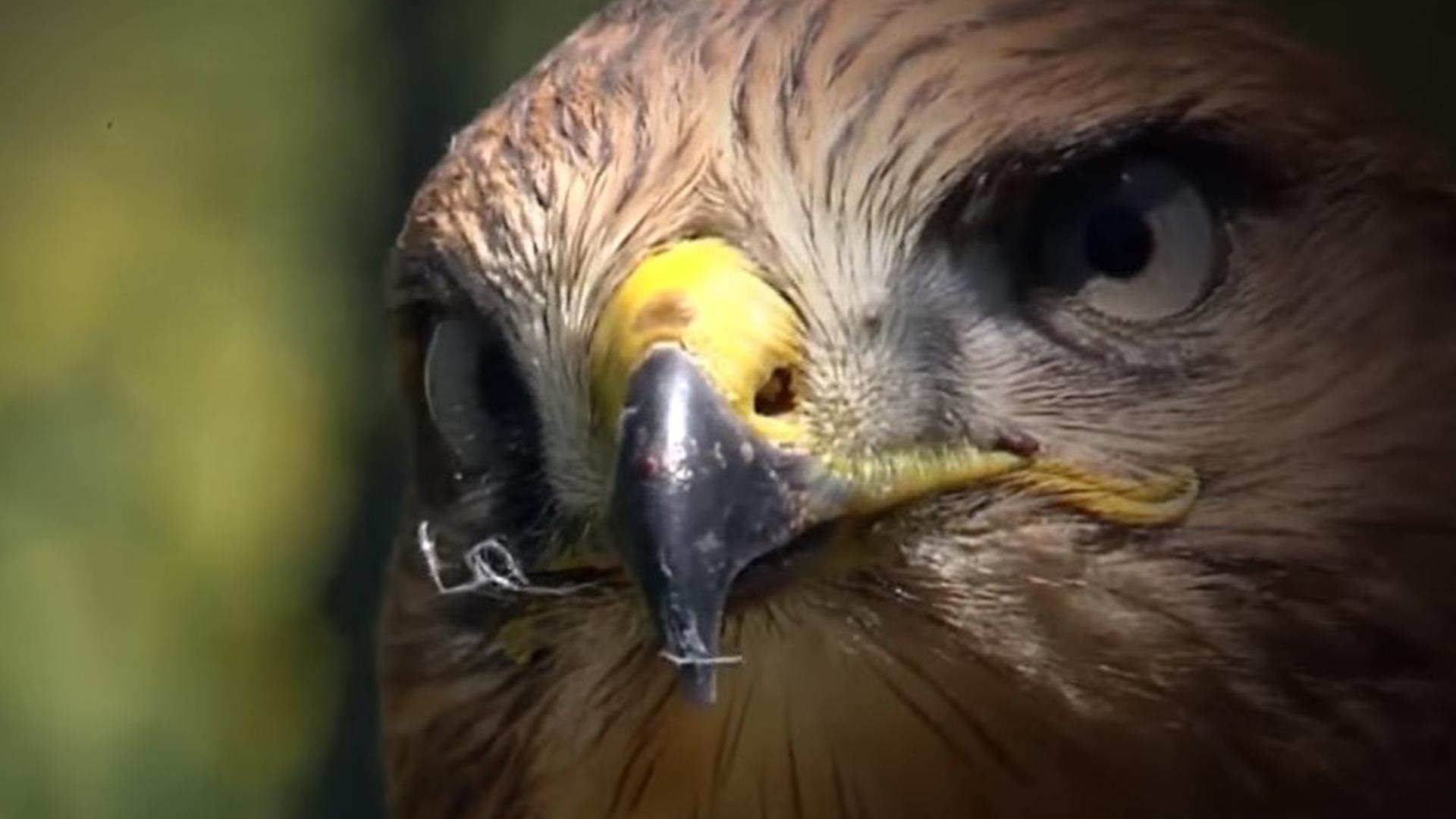 Ağaçlarda Geçen Yaşam-Sincaplar (aalarda-geen-yaam-sincaplar) Документальный фильм