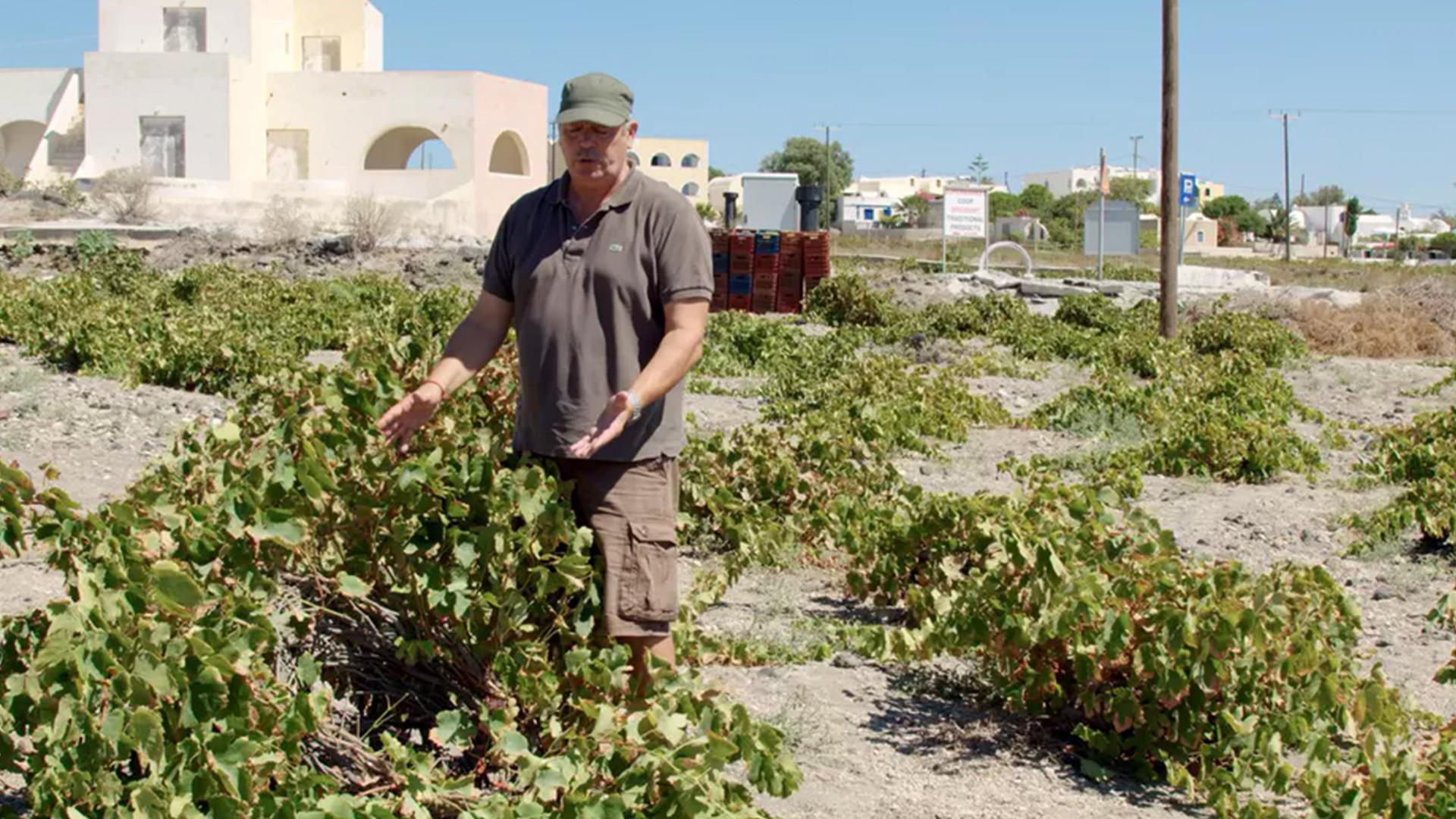 Die wunderbare Welt der Weine Griechenland: der antike Wein von Santorin (die-wunderbare-welt-der-weine-griechenland-der-antike-wein-von-santorin) Документальный фильм