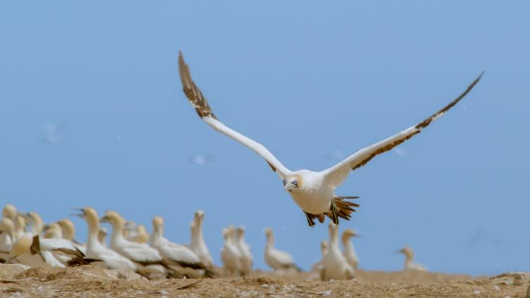 Постер Tierische Freibeuter der Meere