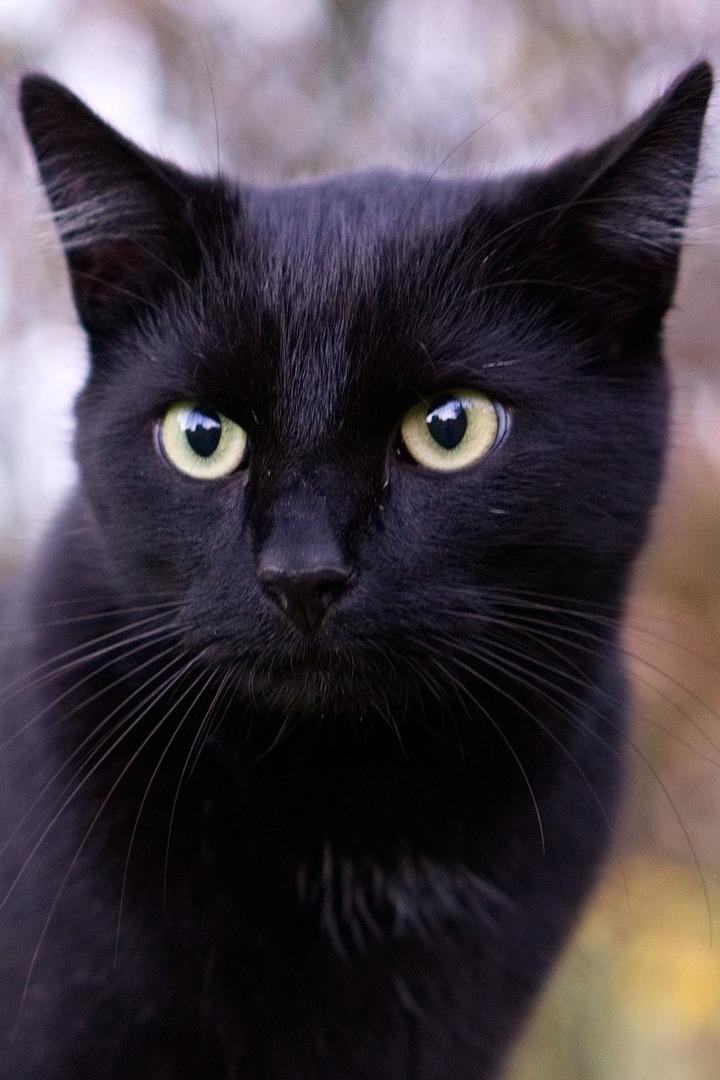 Кошки (koshki) Досуг, хобби