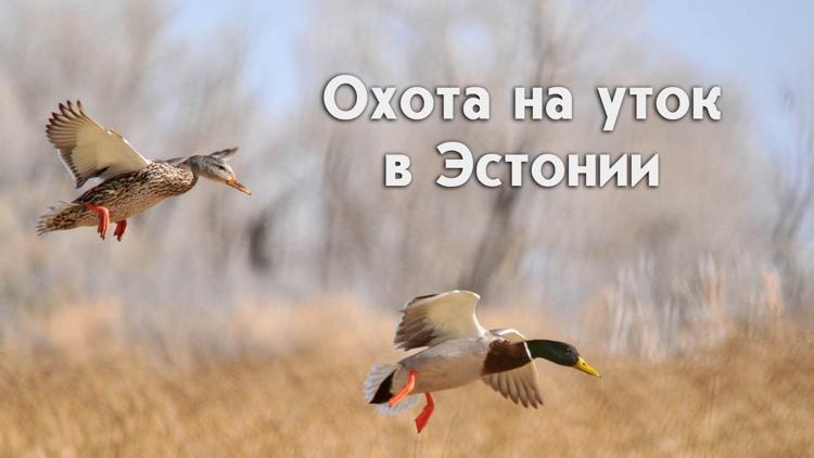 Постер Охота на уток в Эстонии