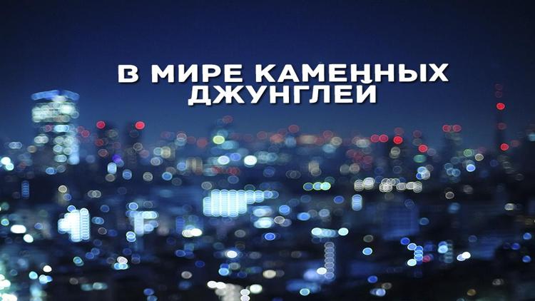 Постер В мире каменных джунглей