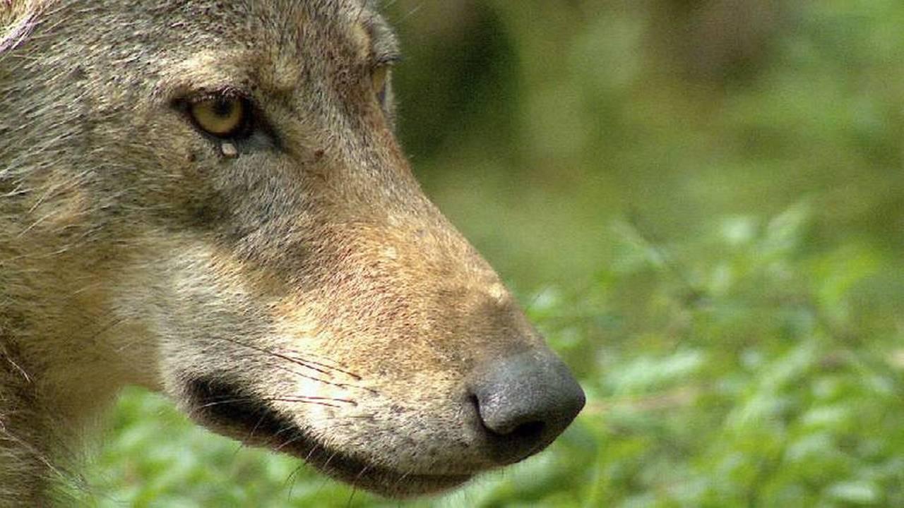 Die Wolfsaga (die-wolfsaga) Документальный фильм