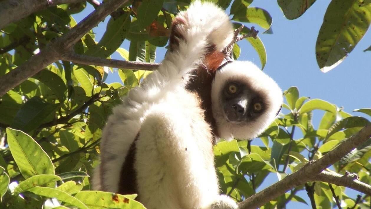 Dernière chance pour les lémuriens de Madagascar (dernire-chance-pour-les-lmuriens-de-madagascar) Документальный фильм
