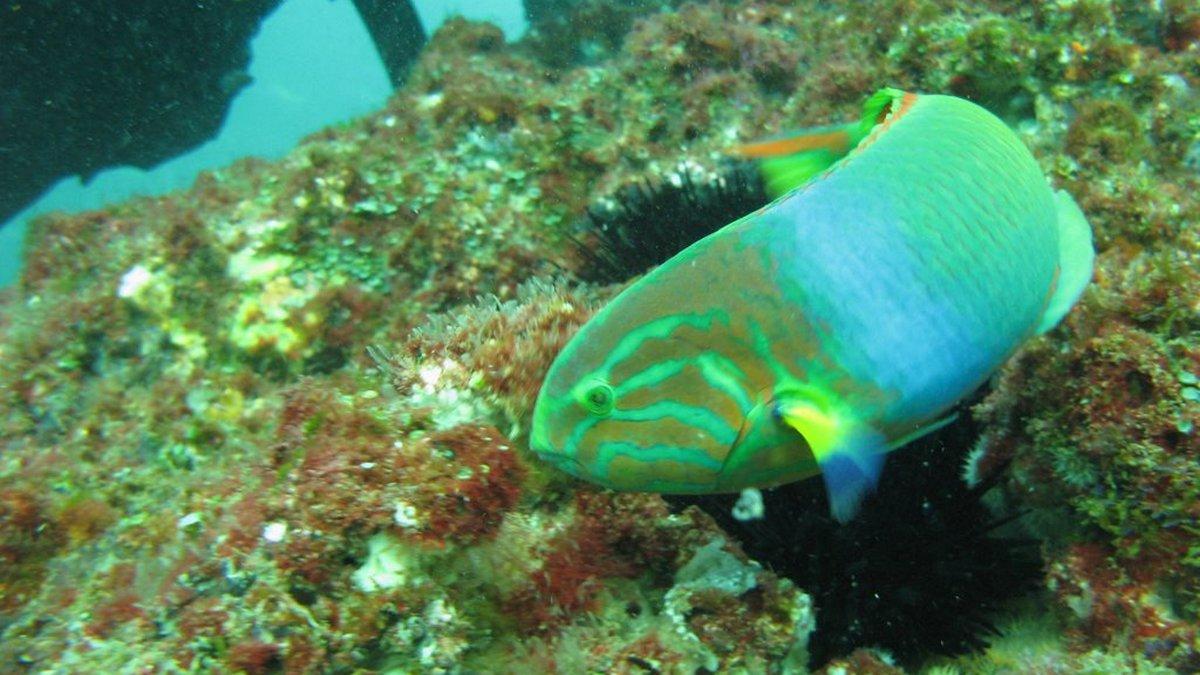 Track plongées australiennes sous hautes pressions (track-plonges-australiennes-sous-hautes-pressions) Документальный сериал