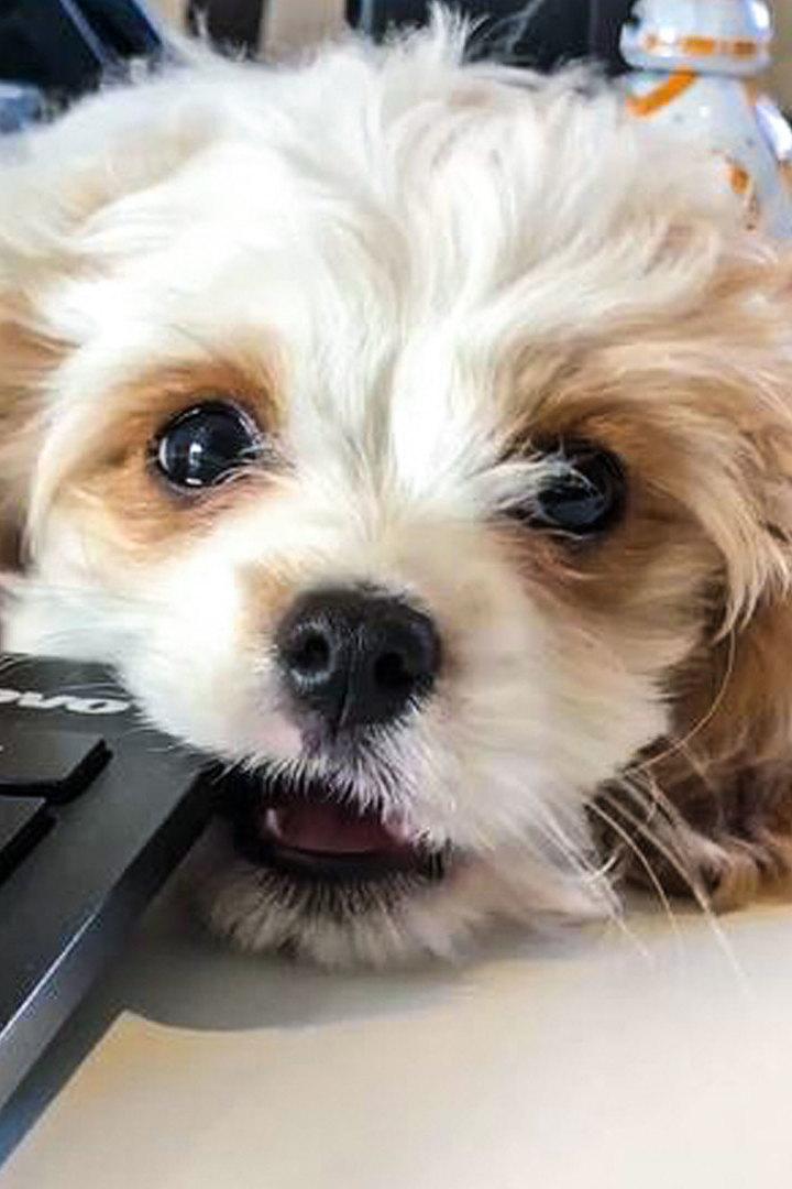 101 Adorable Puppies (101-adorable-puppies) Досуг, хобби