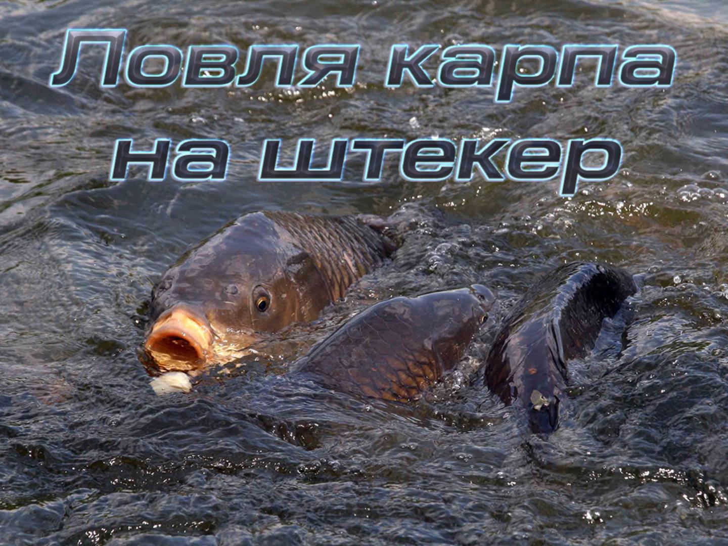 Ловля карпа на штекер (lovlja-karpa-na-shteker) Документальный фильм