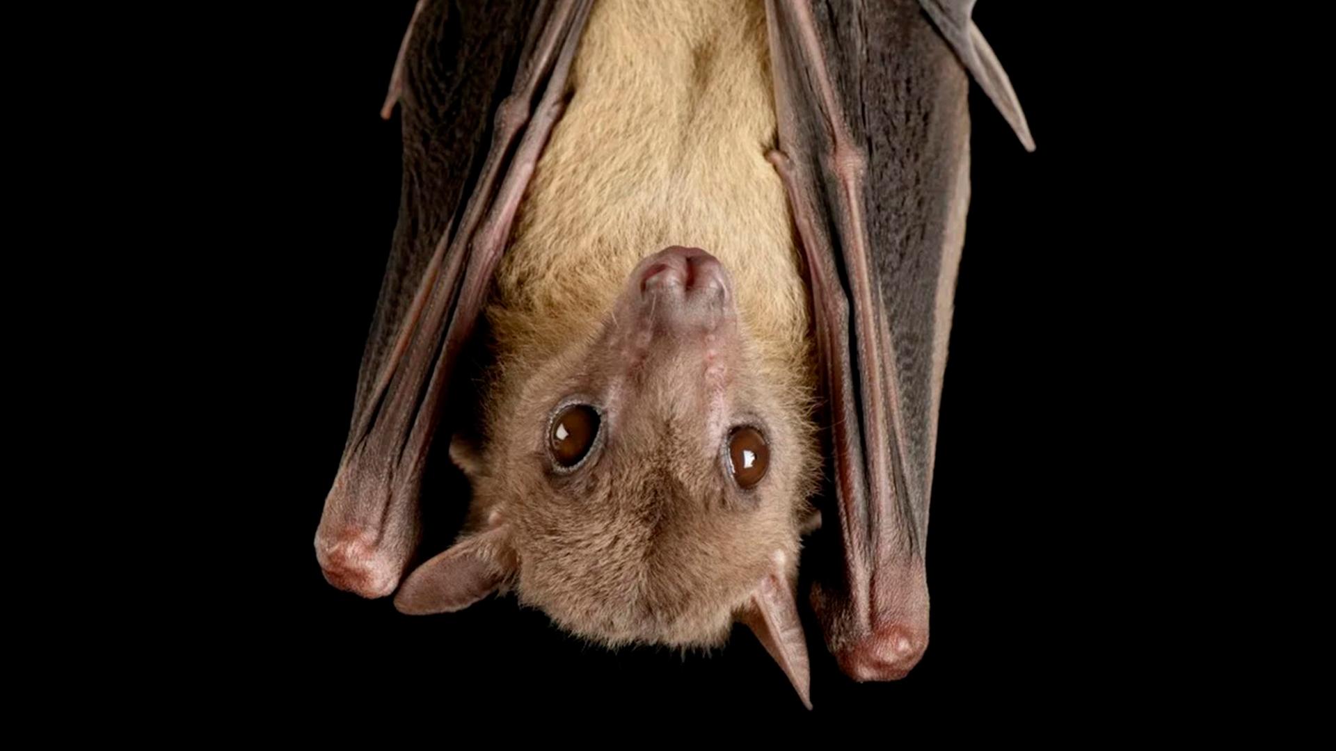 Летучие мыши (letuchie-myshi) Познавательное