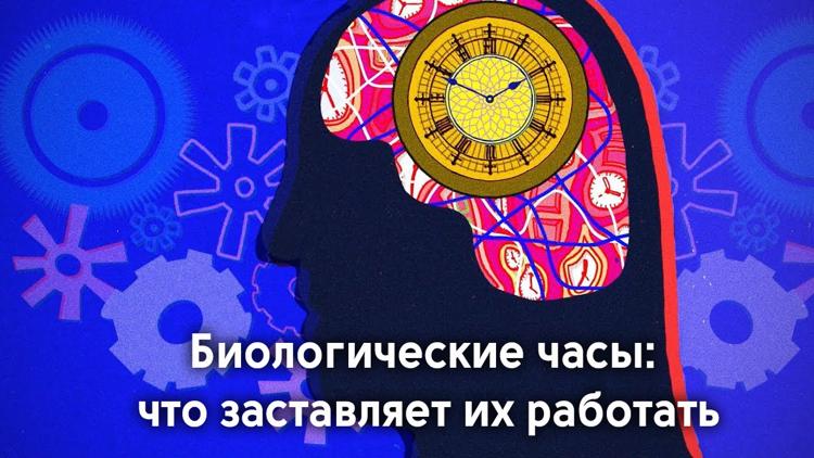 Постер Биологические часы: что заставляет их работать