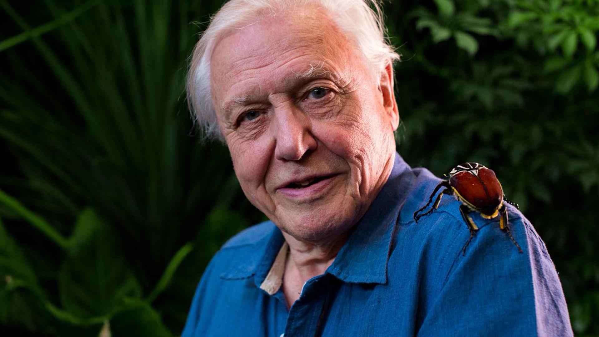Attenborough și pasiunea sa pentru ouă (attenborough-i-pasiunea-sa-pentru-ou) Познавательное