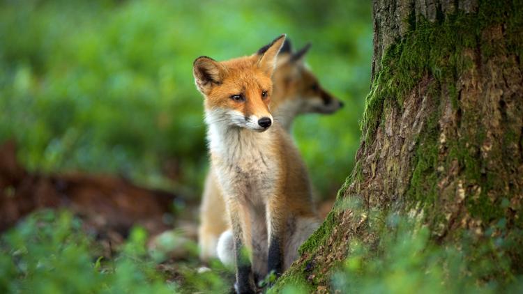 Постер Wild op de Veluwe