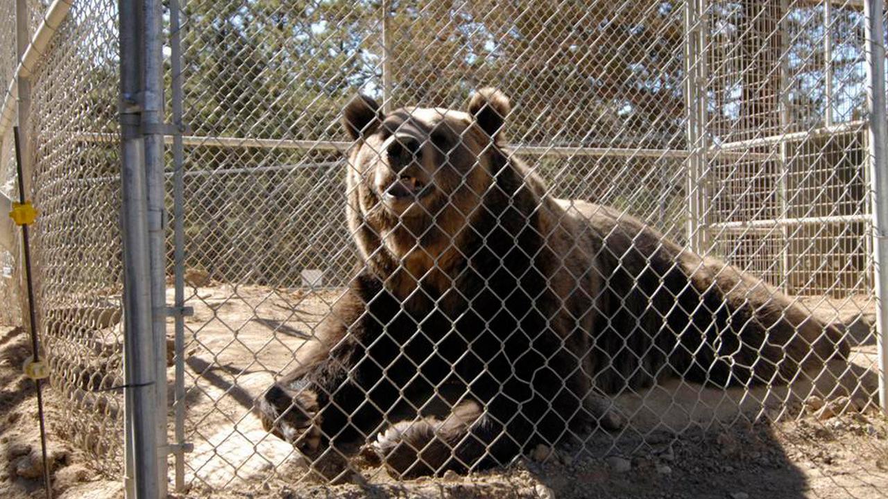 Голливудский медведь-убийца (gollivudskij-medved-ubijtsa) Документальный фильм