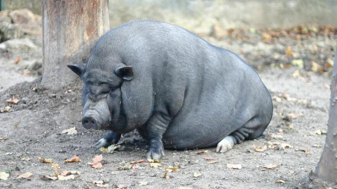 Animaux obèses (animaux-obses) Документальный фильм