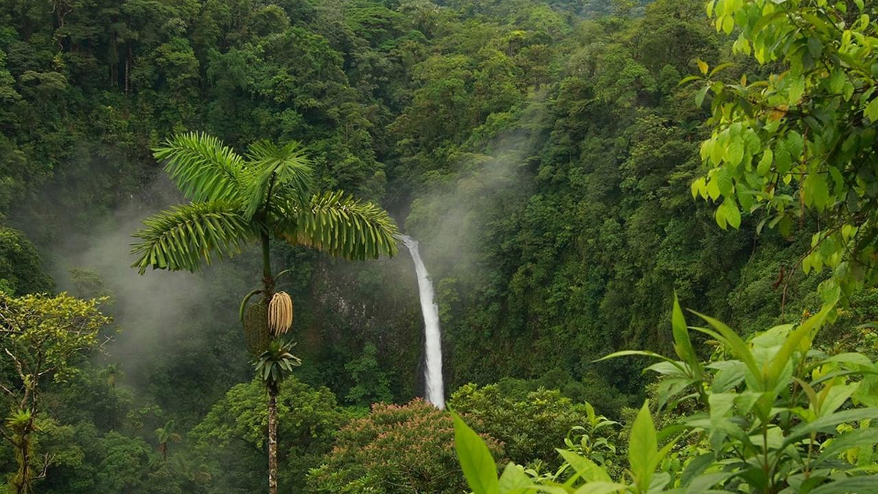 Сельва, лес в тропиках (selva-les-v-tropikah) Документальный фильм