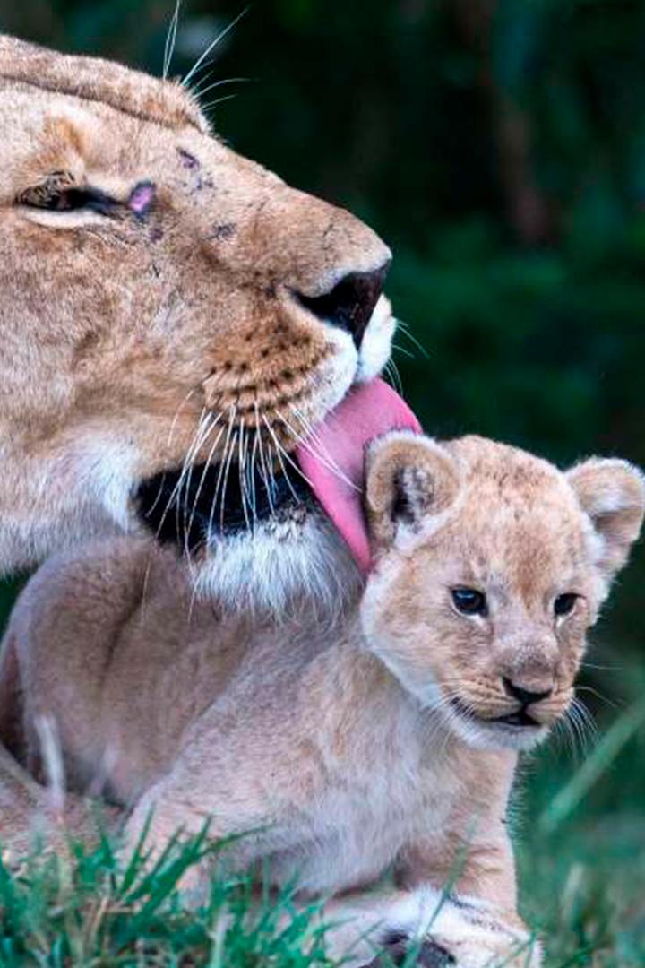 Animali genitori eccezionali (animali-genitori-eccezionali) Познавательное
