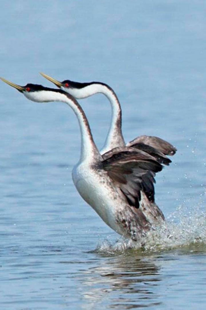I grandi ballerini della natura (i-grandi-ballerini-della-natura) Документальный сериал