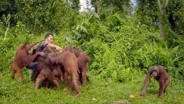 Постер Sauveurs d'espèces - Un espoir pour notre planète