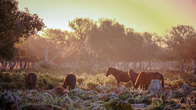 Постер La harde sauvage - Libres chevaux de Sardaigne