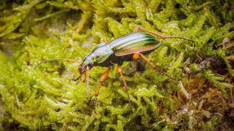 Постер Winzige Wunder: Insekten