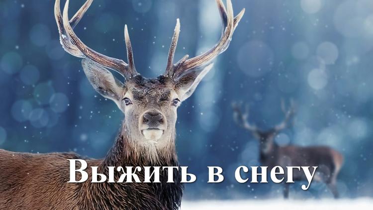 Постер Выжить в снегу