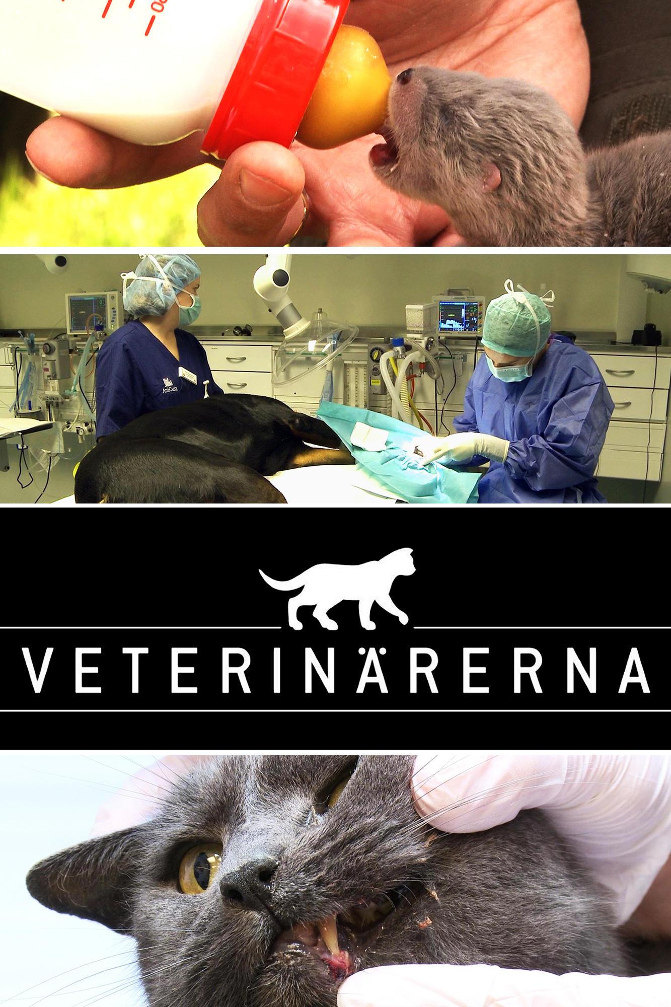 Veterinärerna (veterinrerna) Документальный сериал