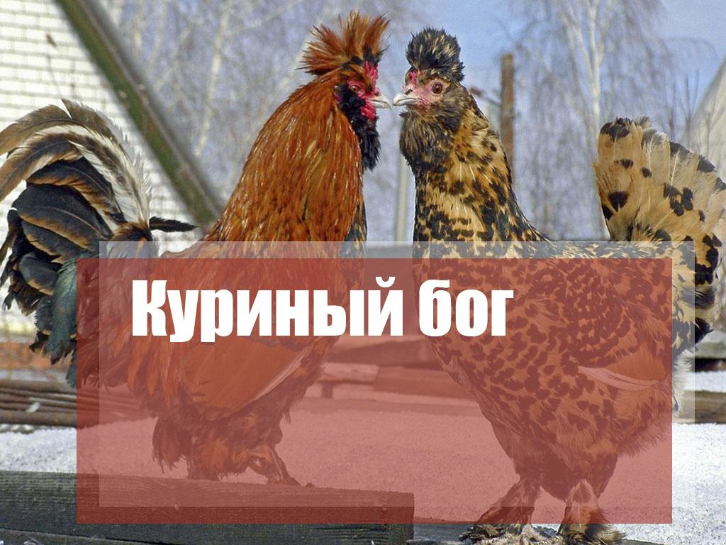 Куриный бог (kurinyj-bog) Документальный фильм