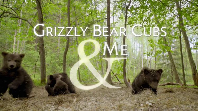 Постер Grizzly Bear Cubs and Me