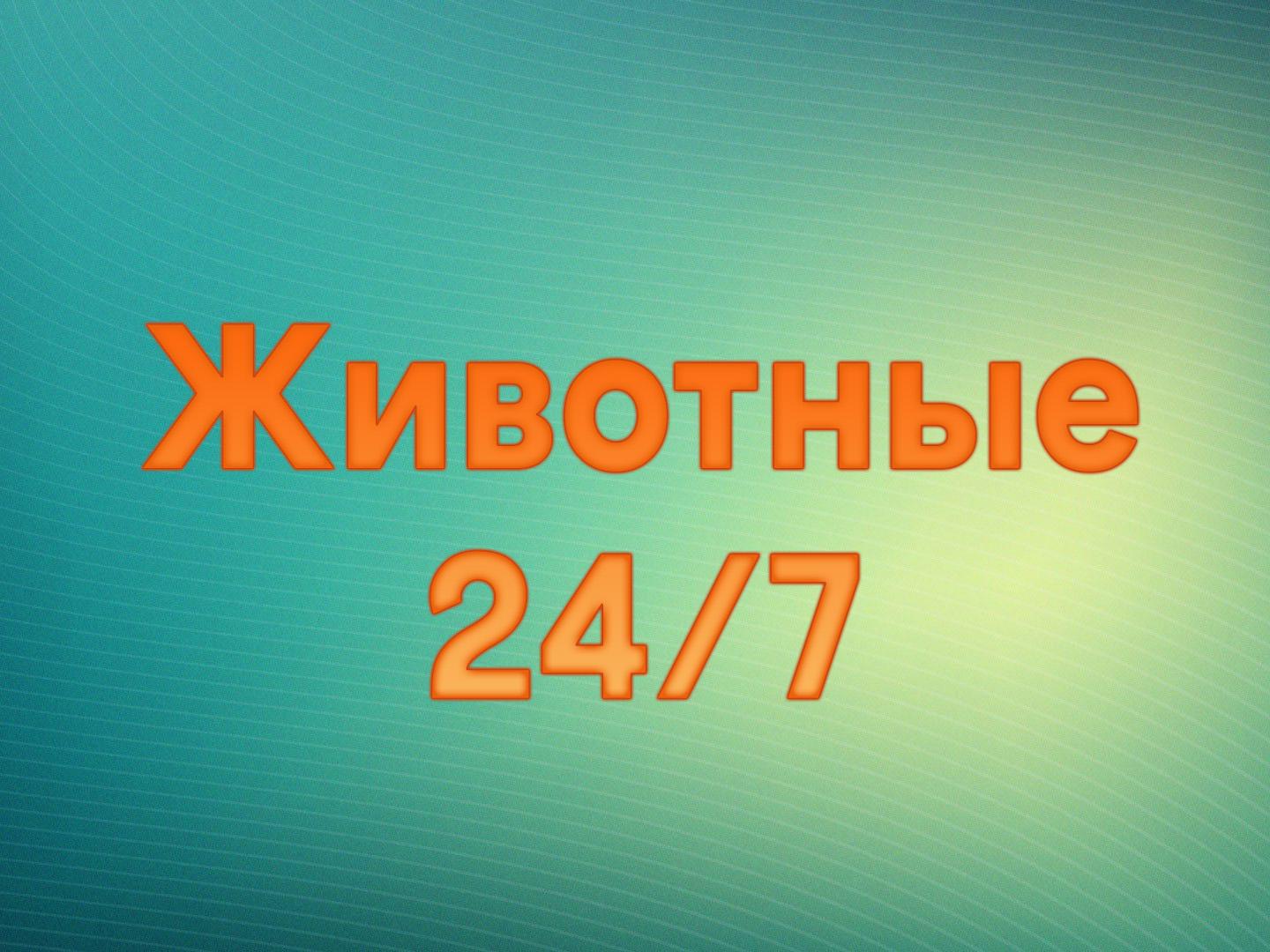 Животные 24/7 (zhivotnye-247) Документальный сериал