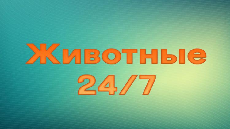 Постер Животные 24/7