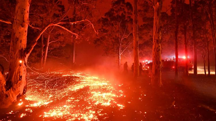 Постер Bushfire Animal Rescue