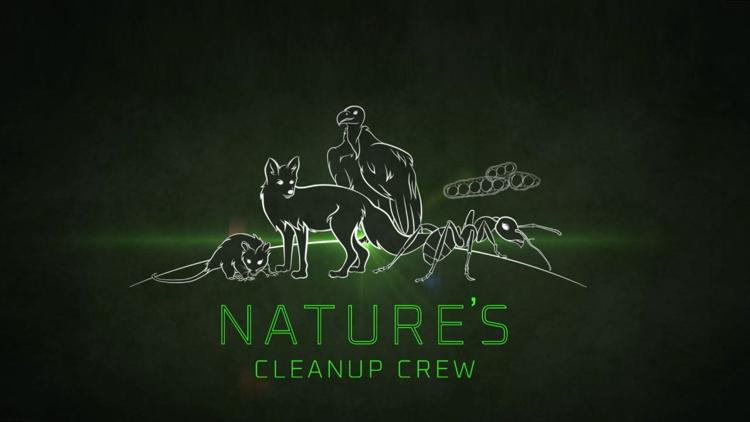 Постер Nature's Cleanup Crew