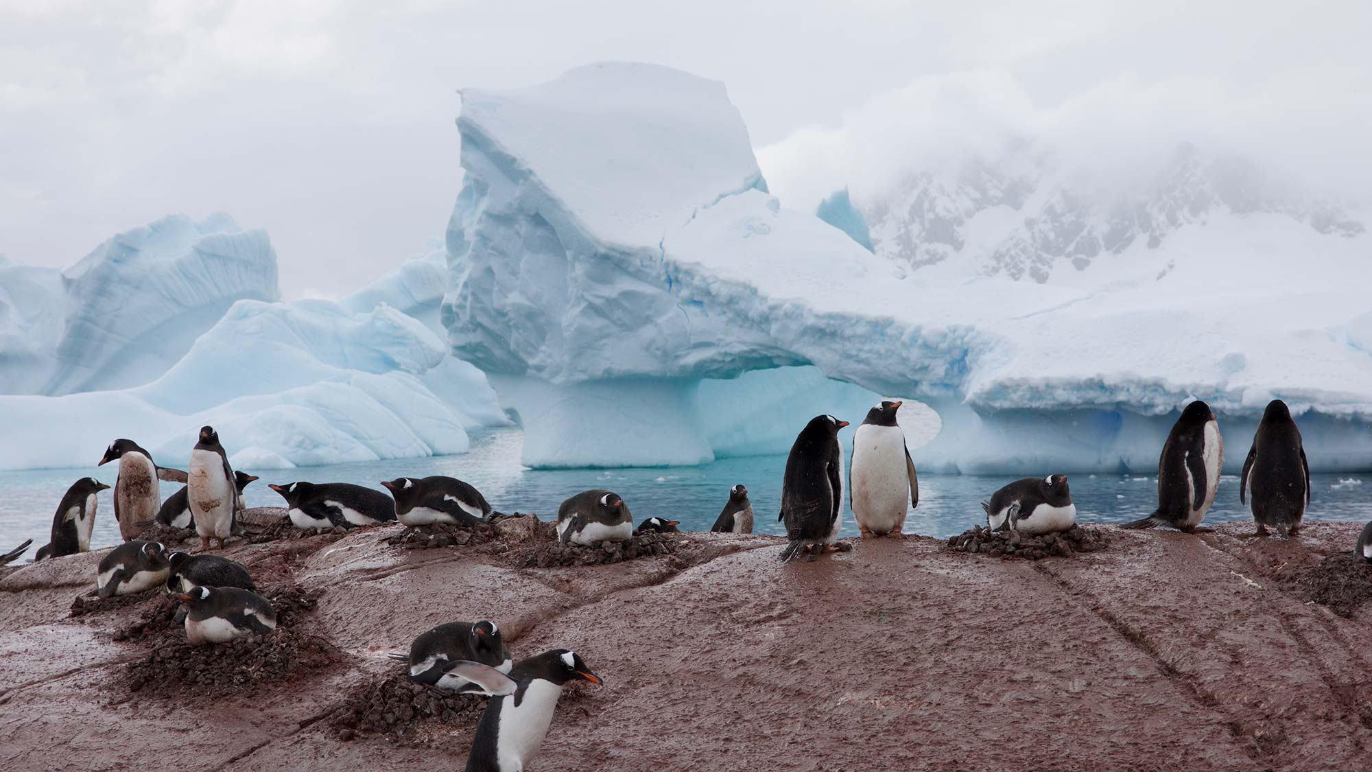 Антарктика. Скольжение жизни (antarktika-skolzhenie-zhizni) Документальный фильм