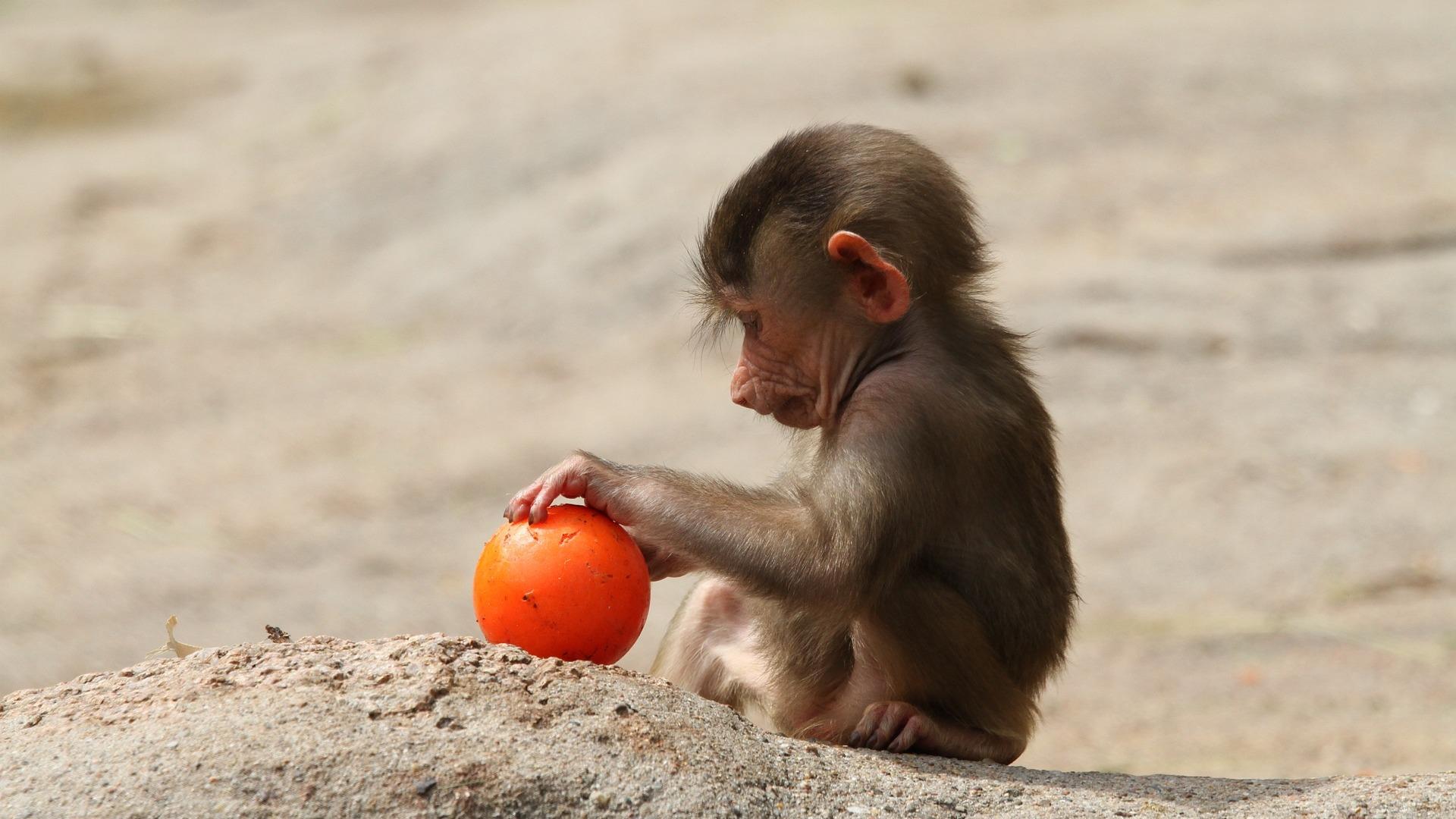 Маленький бабуин и его семья (malenkij-babuin-i-ego-semja) Документальный фильм