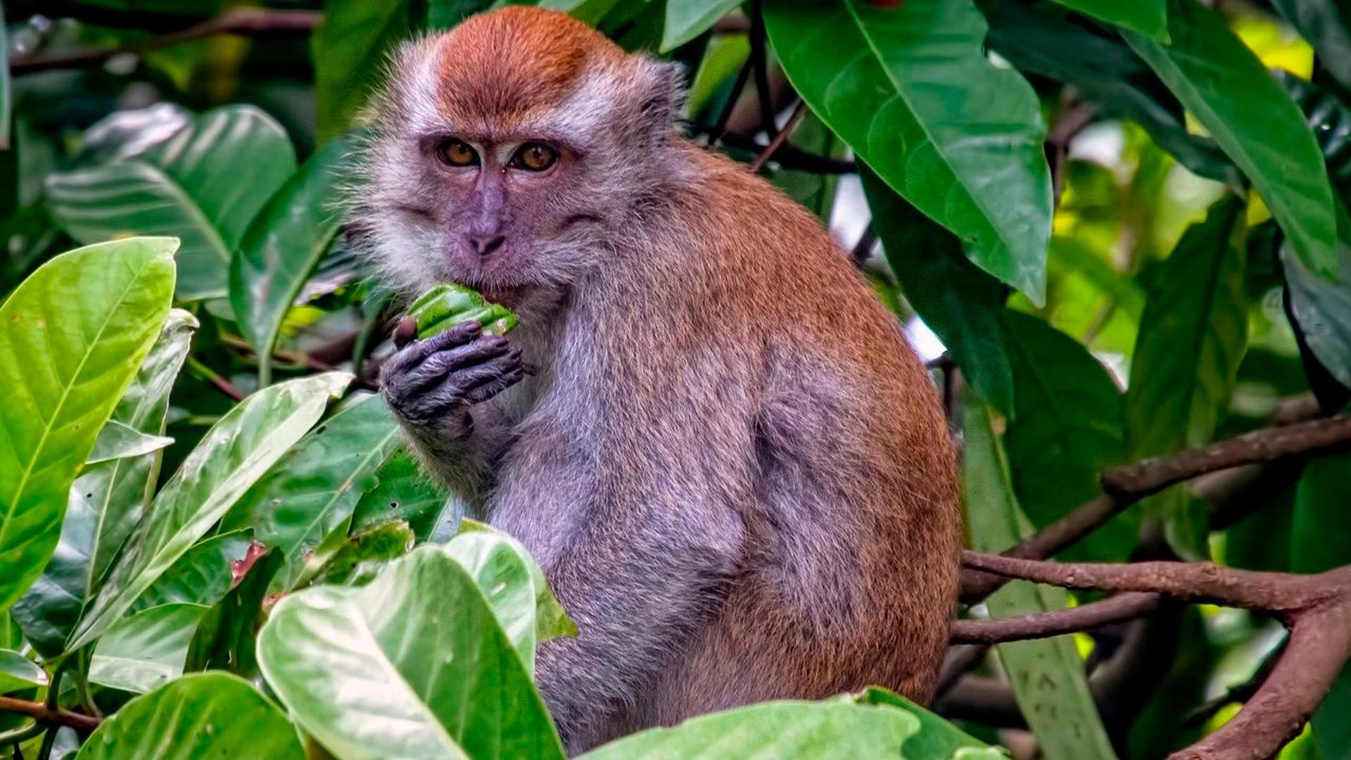 Dans le secret des primates (dans-le-secret-des-primates) Документальный фильм