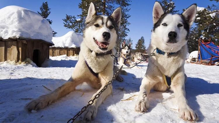 Постер Meine Traumreise nach Lappland