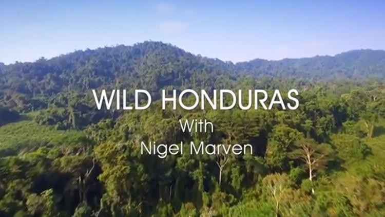 Постер Wild Honduras