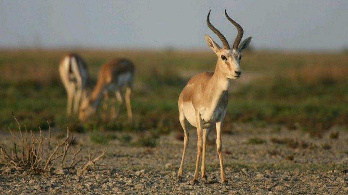 Ширванский национальный парк (shirvanskij-natsionalnyj-park) Документальный фильм