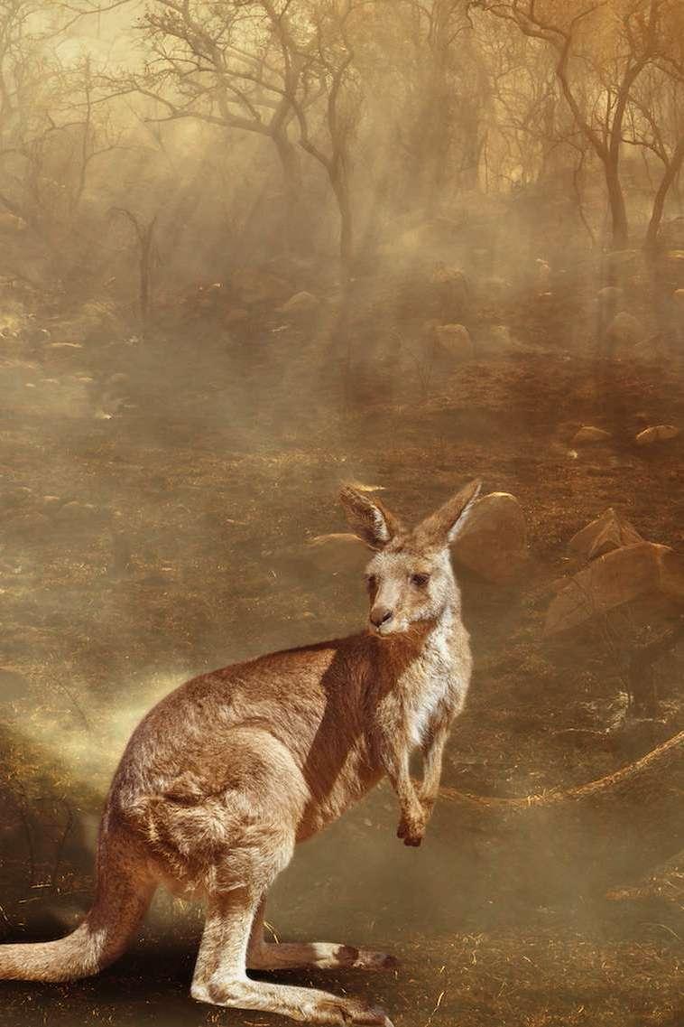 Animaux d'Australie en danger (animaux-daustralie-en-danger) Документальный фильм