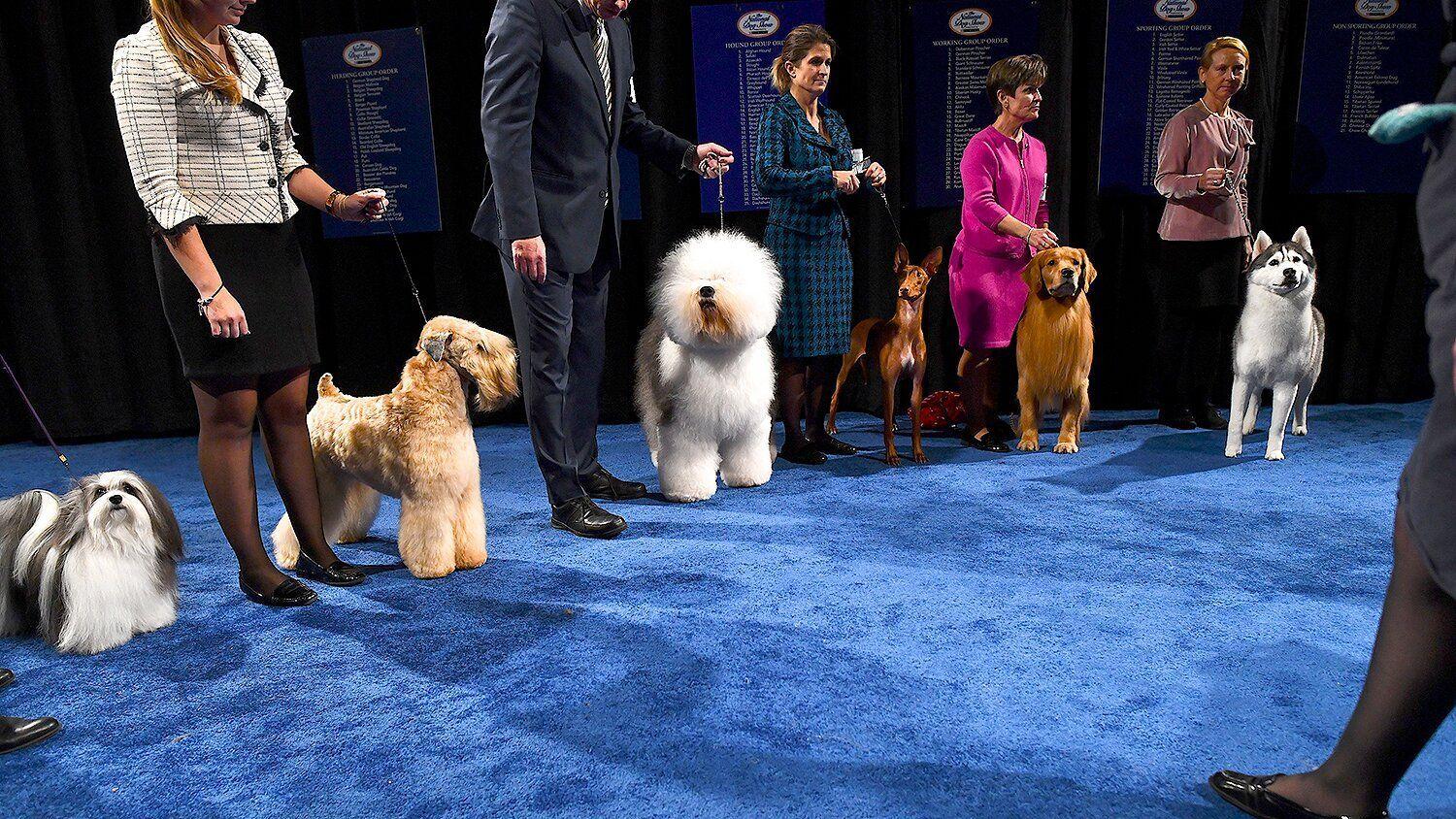 National Dog Show 2020 (national-dog-show-2020) ТВ-шоу