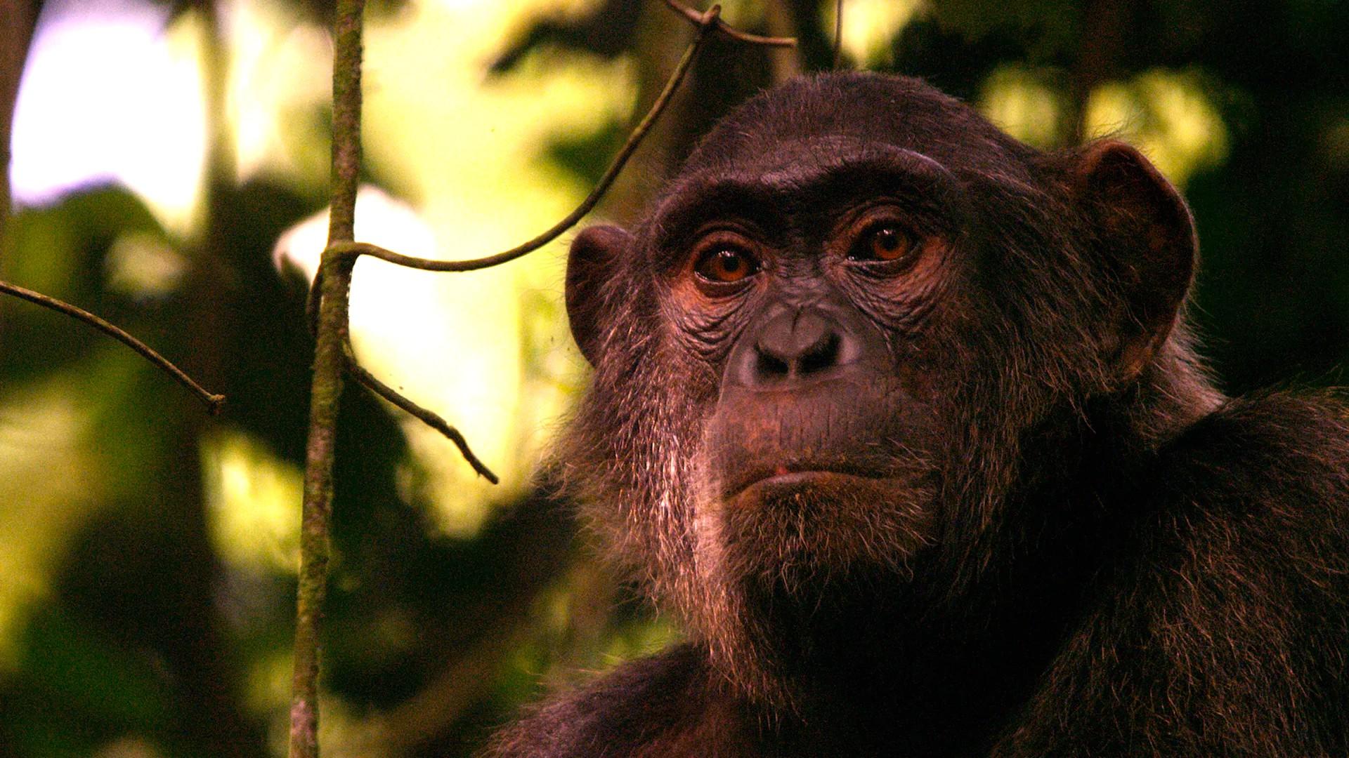 She Walks With Apes (she-walks-with-apes) Документальный сериал