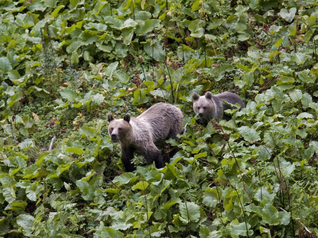 Хранители дикой природы (hraniteli-dikoj-prirody) Документальный фильм