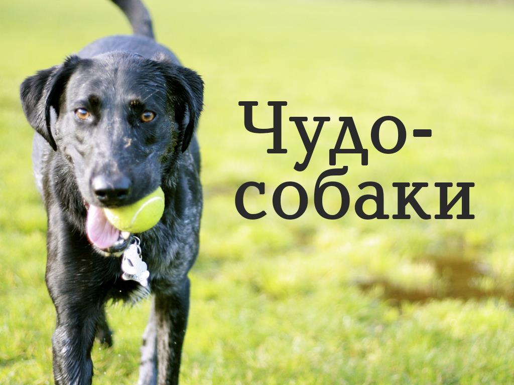 Чудо-собаки (chudo-sobaki) Документальный фильм