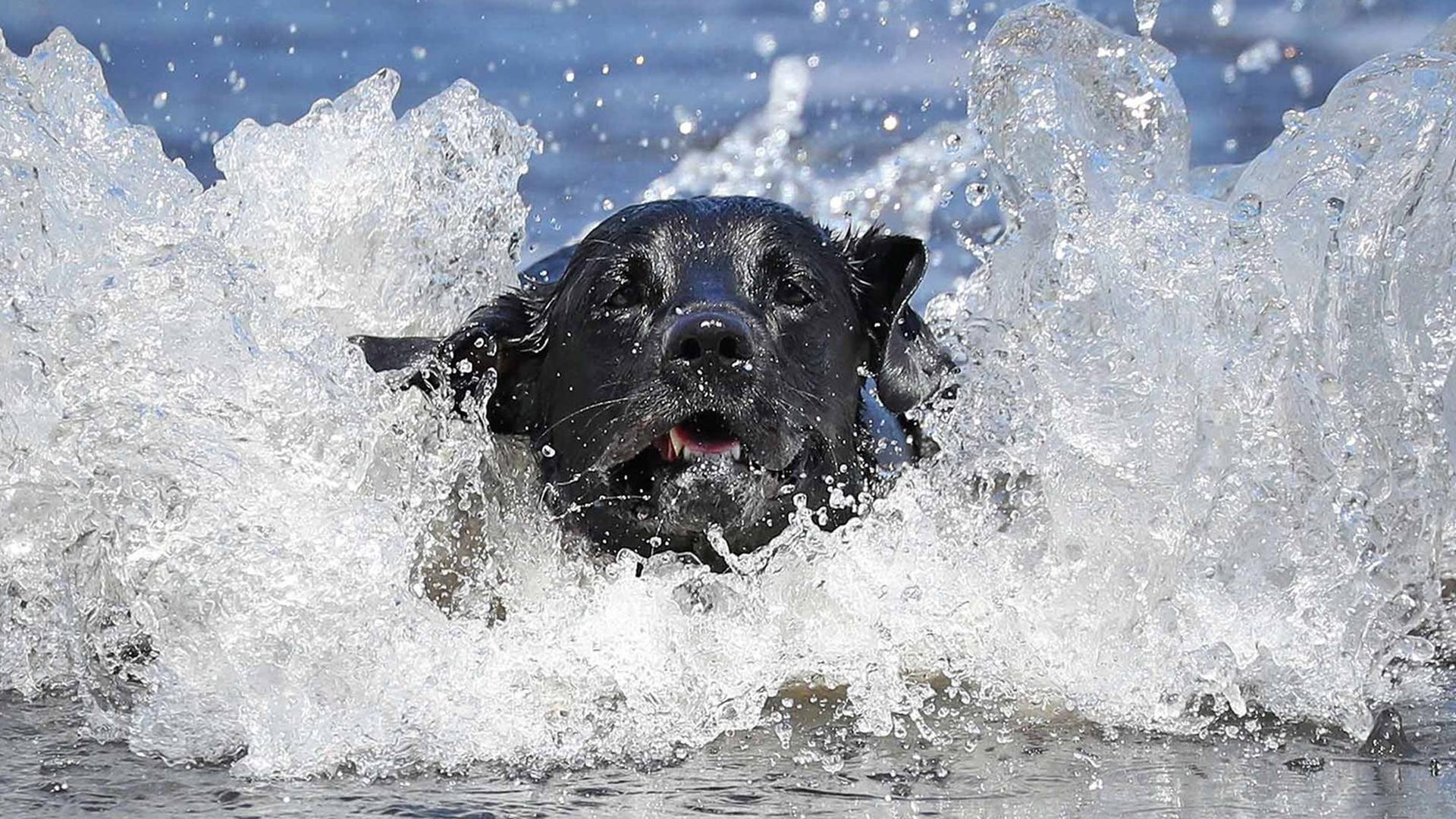 Im Einsatz für die Tiere (im-einsatz-fr-die-tiere) Документальный фильм
