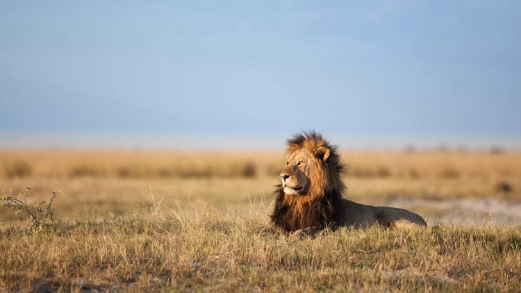 Постер Löwen in Botswana: Überleben in der Savanne